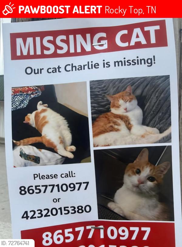 Lost Male Cat last seen Lake city tire, Rocky Top, TN 37769
