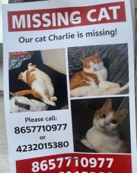 Lost Male Cat last seen Lake city tire, Rocky Top, TN 37769