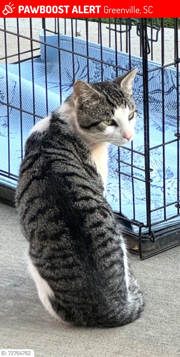 Lost Unknown Cat last seen foothills. or Green Valley golf , Greenville, SC 29617