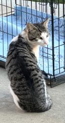 Lost Unknown Cat last seen foothills. or Green Valley golf , Greenville, SC 29617
