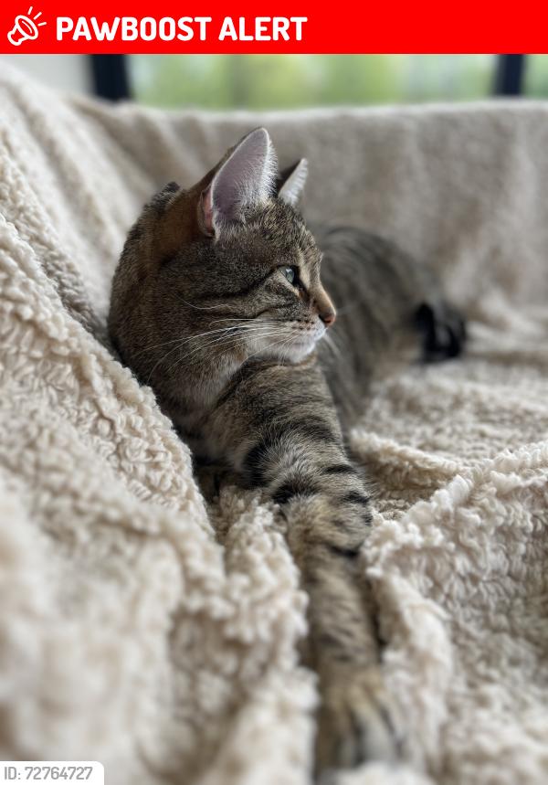 Lost Male Cat last seen Newton of Backfolds, Milnathort, Scotland KY13