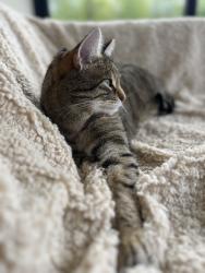 Lost Male Cat last seen Newton of Backfolds, Milnathort, Scotland KY13