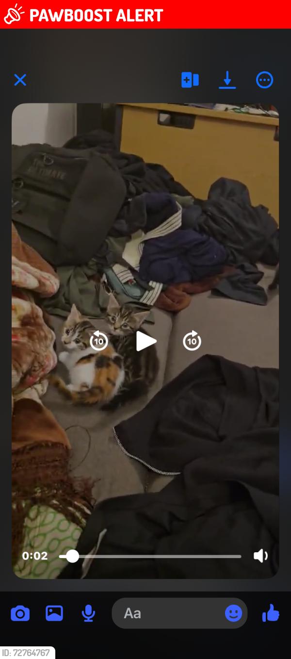 Lost Male Cat last seen Woolston near st Patrick’s school , Southampton, England 