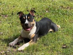 Lost Male Dog last seen Geer Hwy, Greenville County, SC 29635