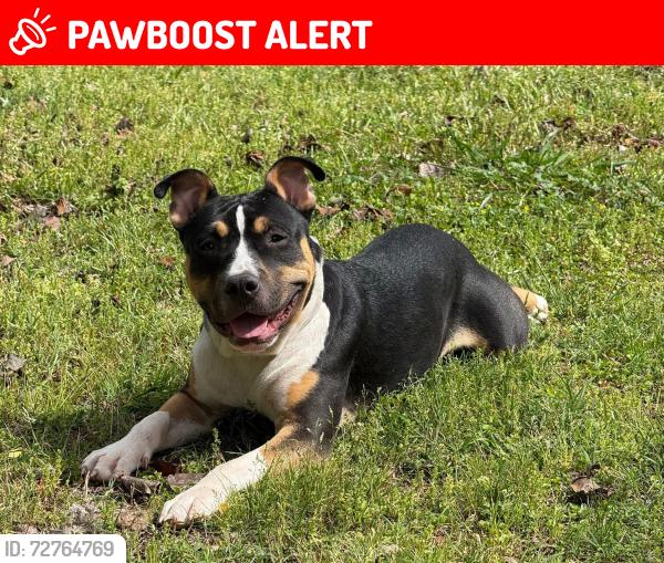 Lost Male Dog last seen Geer Hwy, Greenville County, SC 29635