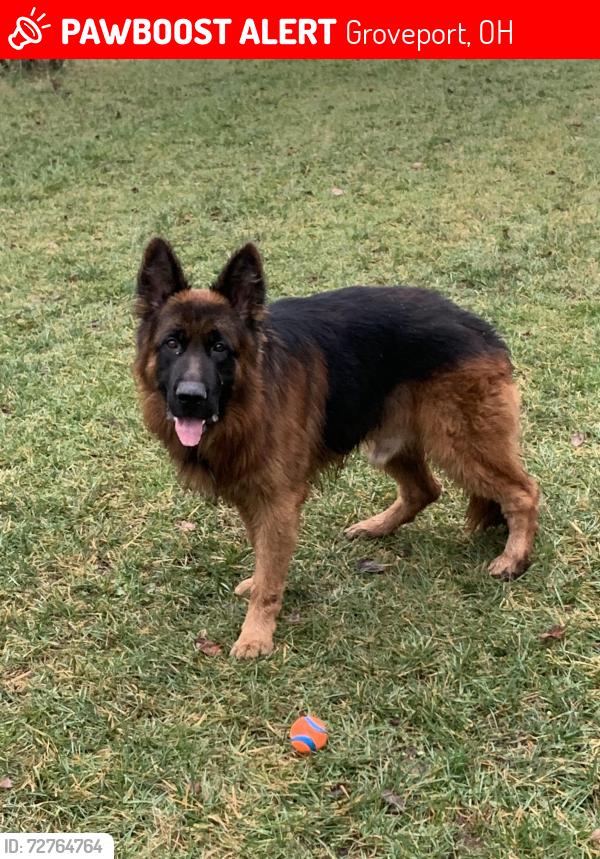 Lost Male Dog last seen Walnut Street , Groveport, OH 43125