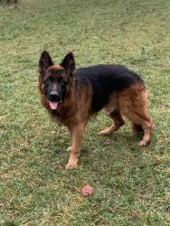 Lost Male Dog last seen Walnut Street , Groveport, OH 43125