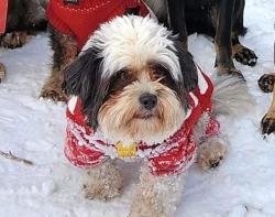 Lost Female Dog last seen Black’s Creek Rest Area-Westbound, I84, Idaho., Boise, ID 83705
