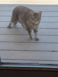 Found/Stray Female Cat last seen Sunset and cinnamon Hill , Sherwood, OR 97140