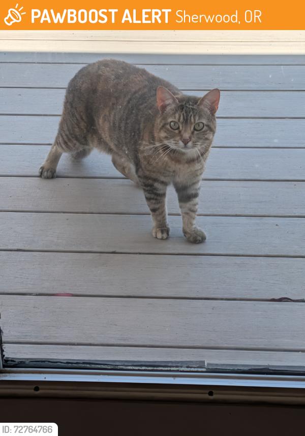 Found/Stray Female Cat last seen Sunset and cinnamon Hill , Sherwood, OR 97140
