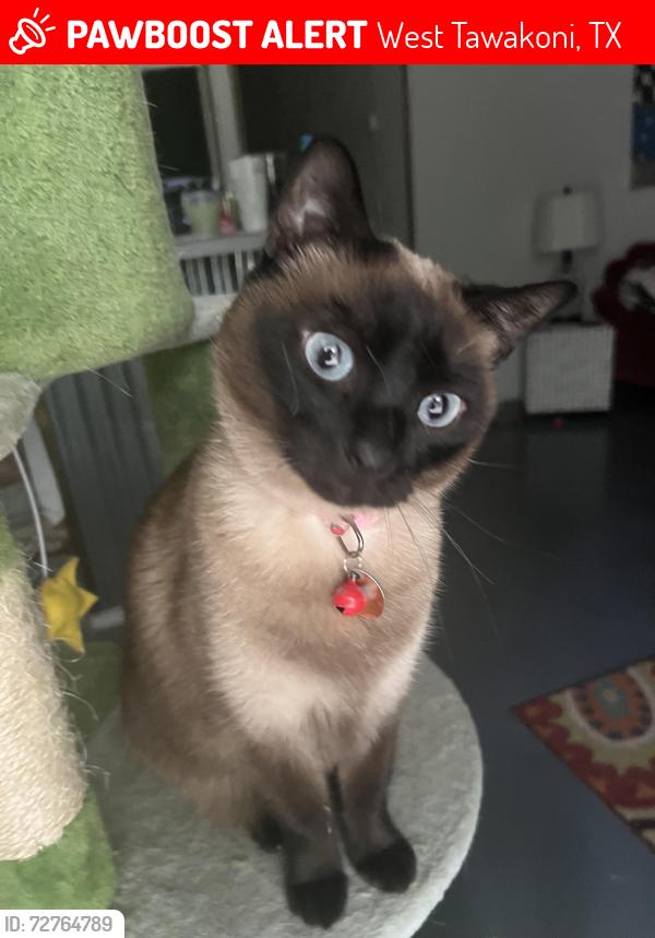 Lost Female Cat last seen Near Arrowhead , West Tawakoni, TX 75474