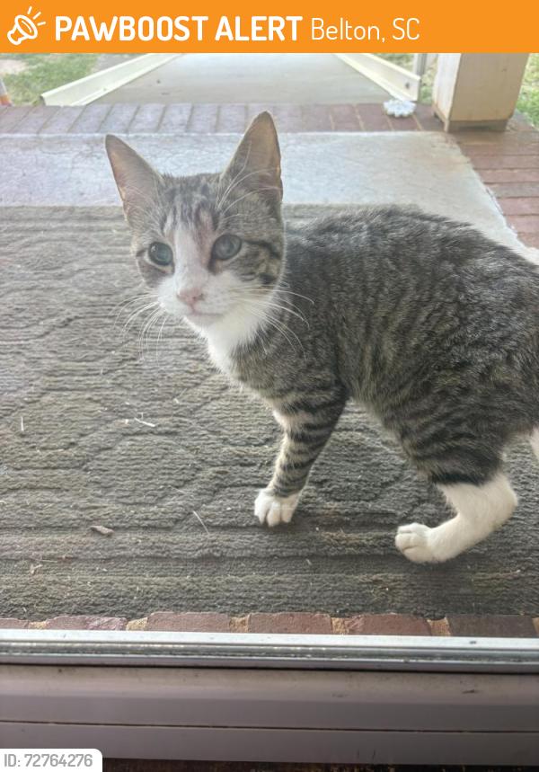 Found/Stray Male Cat last seen Bethany Baptist Church, Belton, SC 29627