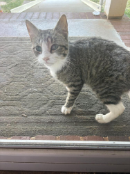 Found/Stray Male Cat last seen Bethany Baptist Church, Belton, SC 29627