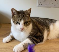 Lost Male Cat last seen Last seen at  on Stormont Park, Belfast, Northern Ireland BT4