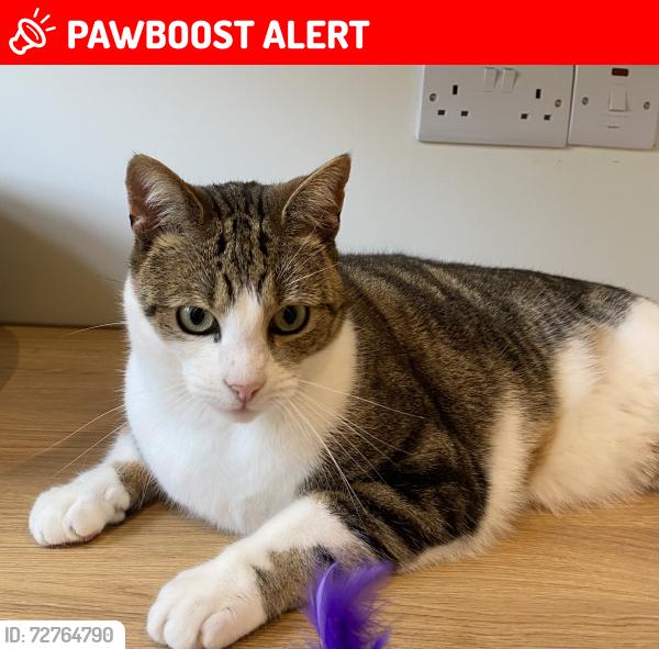 Lost Male Cat last seen Last seen at  on Stormont Park, Belfast, Northern Ireland BT4