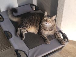 Lost Female Cat last seen Bodega St. and Del Norte in North Heritage community, Fontana, CA 92336