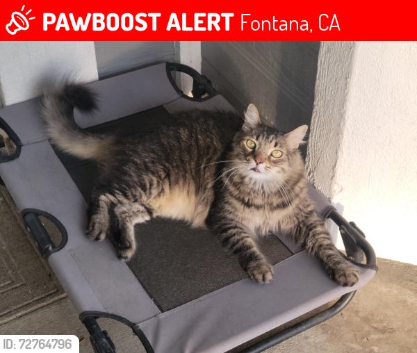 Lost Female Cat last seen Bodega St. and Del Norte in North Heritage community, Fontana, CA 92336