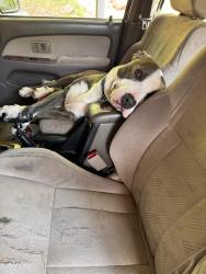 Lost Male Dog last seen  creek rd, Chattanooga, TN 37415