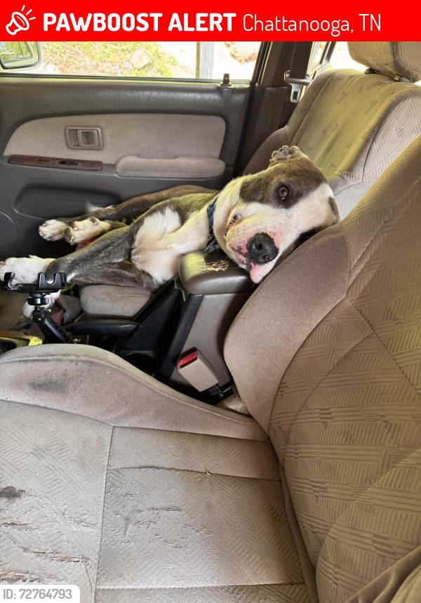 Lost Male Dog last seen  creek rd, Chattanooga, TN 37415