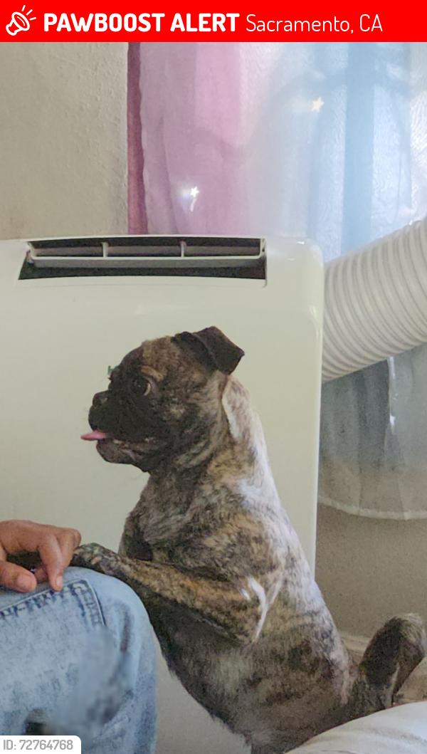 Lost Female Dog last seen 9th Avenue and 33rd Avenue.  South oak park , Sacramento, CA 95817