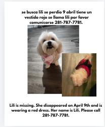 Lost Female Dog last seen Ashford bend dr, Houston, TX 77082