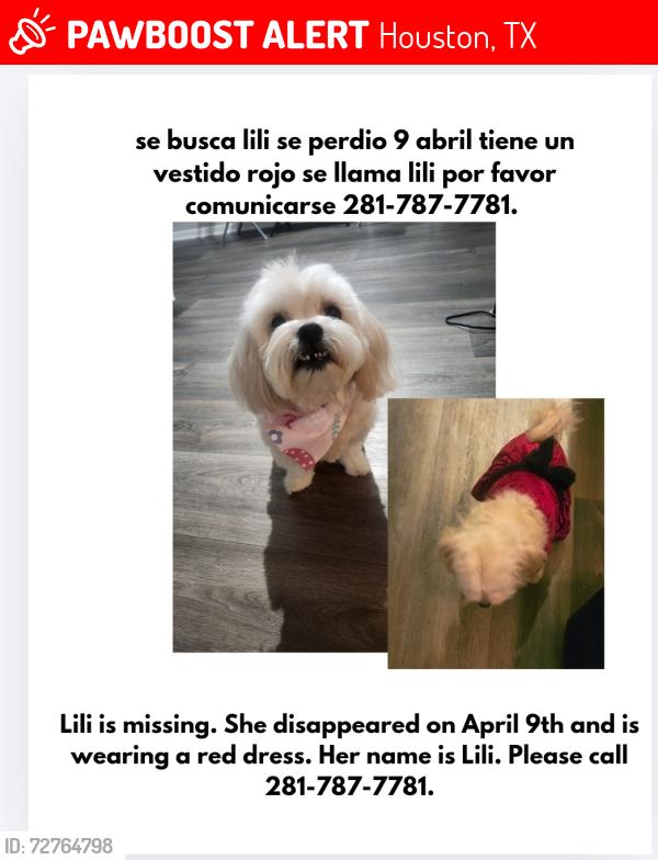 Lost Female Dog last seen Ashford bend dr, Houston, TX 77082