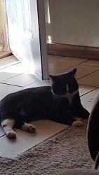 Lost Male Cat last seen Sheldon Rd Off of Arden, Amarillo, TX 79109