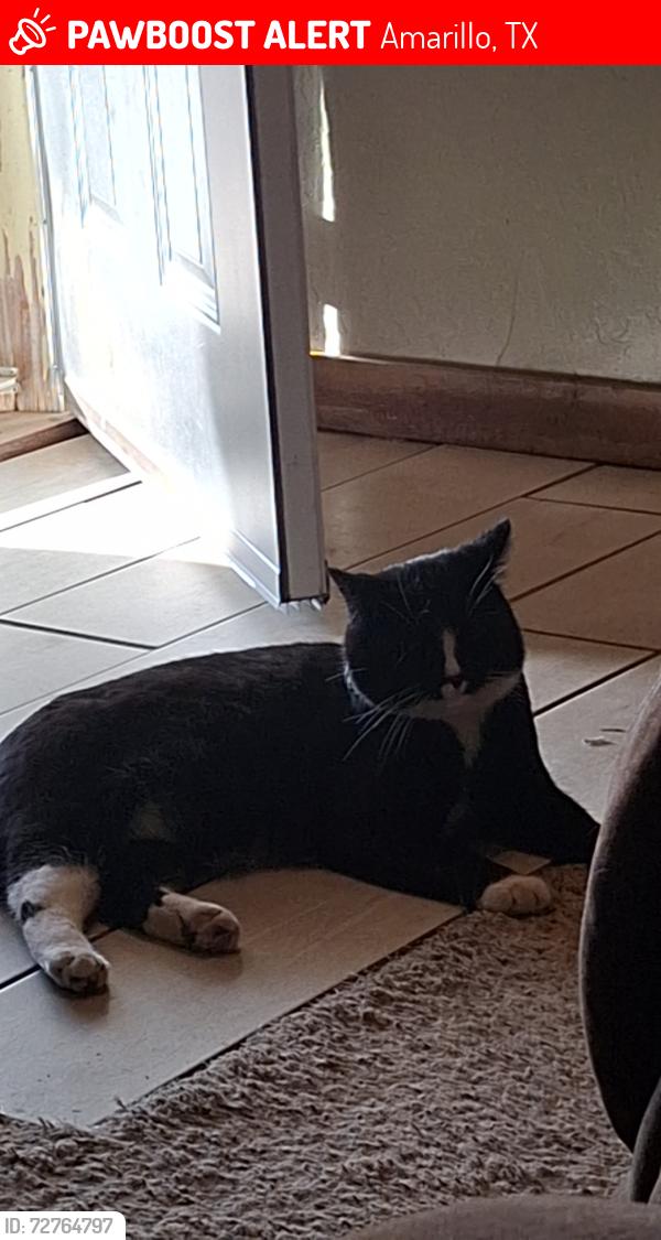 Lost Male Cat last seen Sheldon Rd Off of Arden, Amarillo, TX 79109