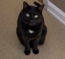 Lost Male Cat last seen Near mill pond drive, San Jose, CA 95125
