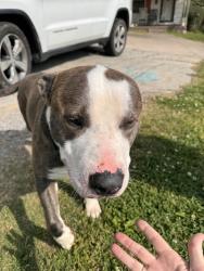 Found/Stray Male Dog last seen  creek, Chattanooga, TN 37415
