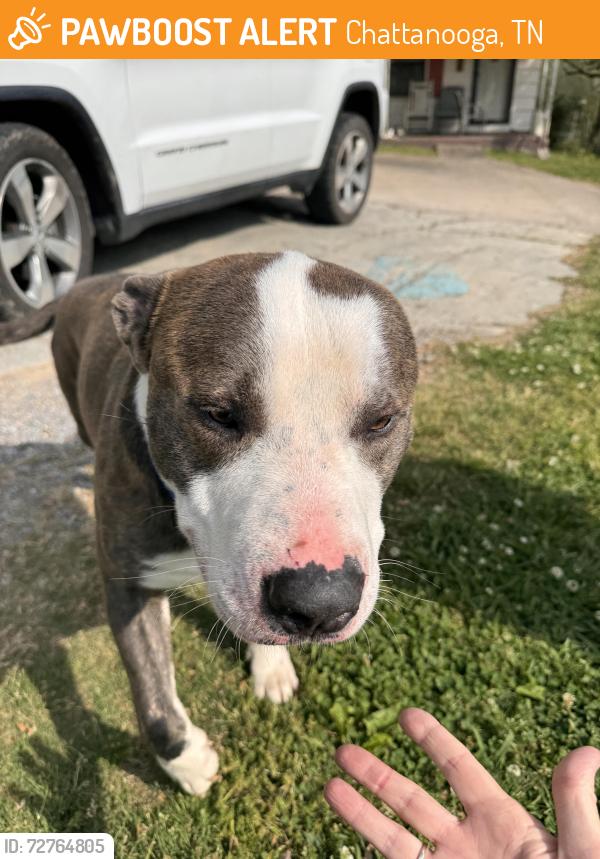 Found/Stray Male Dog last seen  creek, Chattanooga, TN 37415
