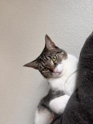 Lost Female Cat last seen Carmichael, Carmichael, CA 95608