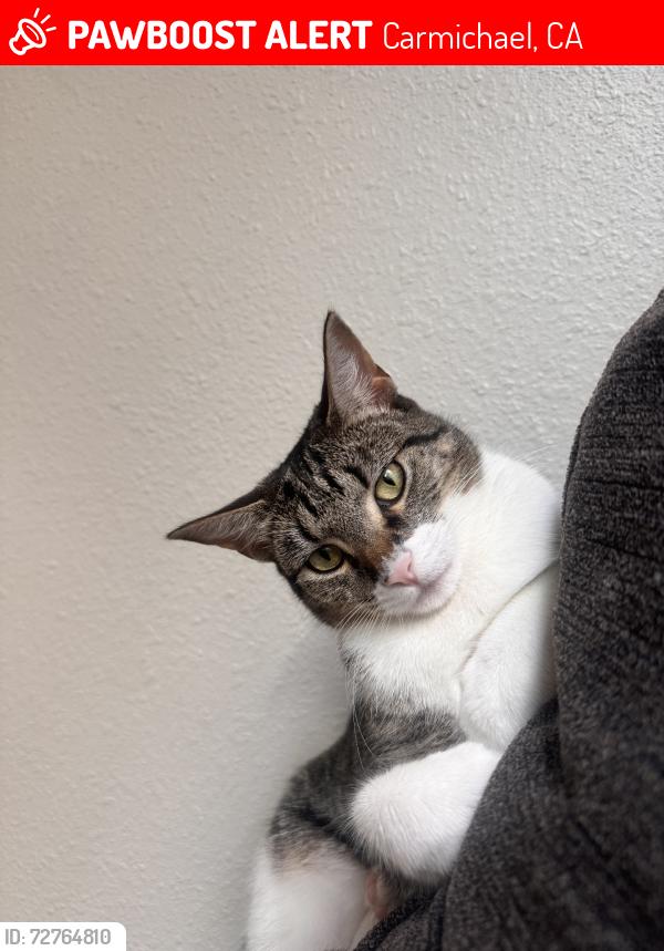 Lost Female Cat last seen Carmichael, Carmichael, CA 95608
