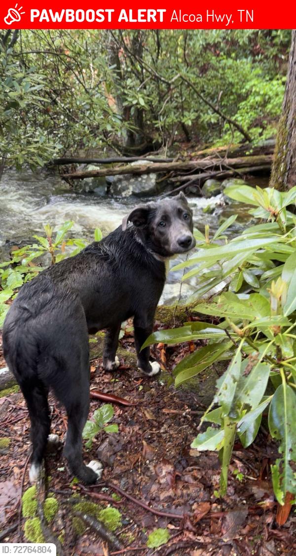 Lost Female Dog last seen Alcoa bridge, Alcoa Hwy, TN 37919