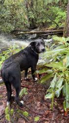 Lost Female Dog last seen Alcoa bridge, Alcoa Hwy, TN 37919