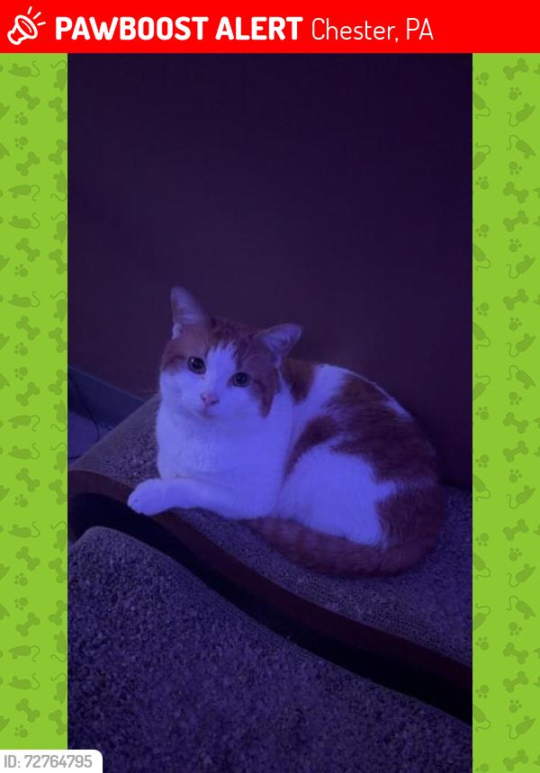 Lost Male Cat last seen Widener University, Chester, PA 19013