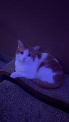 Lost Male Cat last seen Widener University, Chester, PA 19013