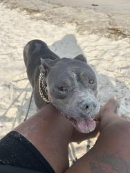 Lost Male Dog last seen ams road , Gray Court, SC 29645