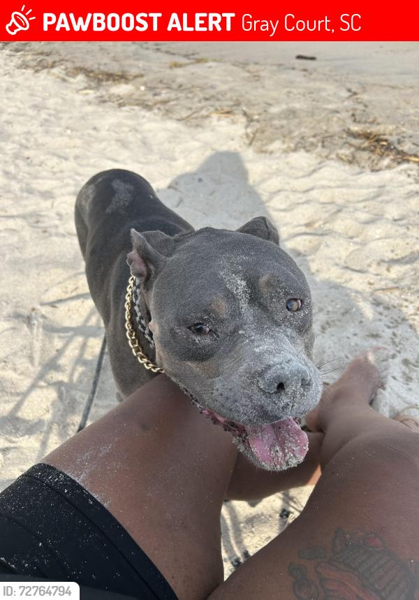Lost Male Dog last seen ams road , Gray Court, SC 29645
