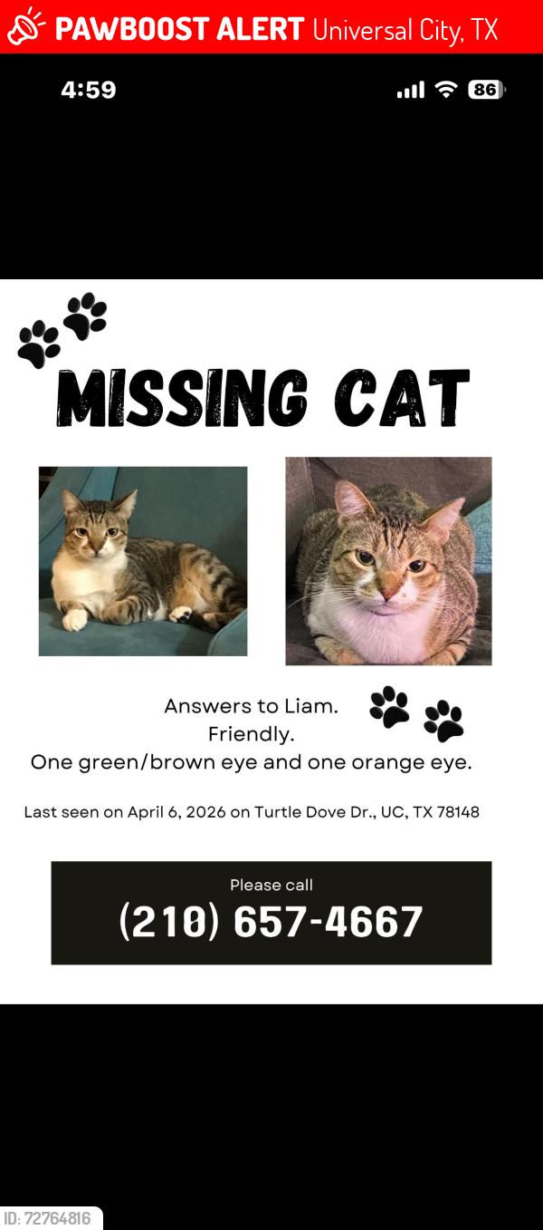 Lost Female Cat last seen Turtle dove universal city, Universal City, TX 78148
