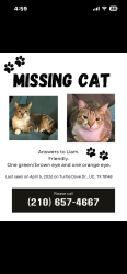 Lost Female Cat last seen Turtle dove universal city, Universal City, TX 78148