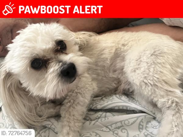 Lost Male Dog last seen Potentially got out through alleyway, Maricopa County, AZ 85023