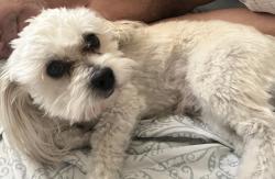 Lost Male Dog last seen Potentially got out through alleyway, Maricopa County, AZ 85023
