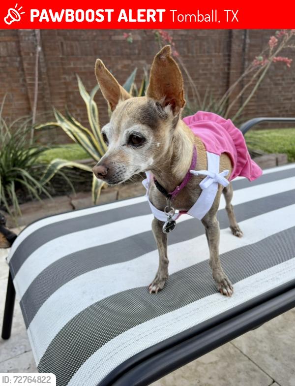 Lost Female Dog last seen Grand Parkway and FM 2920, Tomball, TX 77375