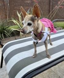 Lost Female Dog last seen Grand Parkway and FM 2920, Tomball, TX 77375