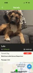 Found/Stray Female Dog last seen Stinson and bridge, Albuquerque, NM 87121
