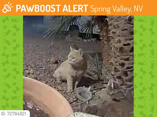 Found/Stray Male Cat last seen Honeycomb & Walnut Creek, LV NV, Spring Valley, NV 89147