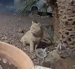 Found/Stray Male Cat last seen Honeycomb & Walnut Creek, LV NV, Spring Valley, NV 89147