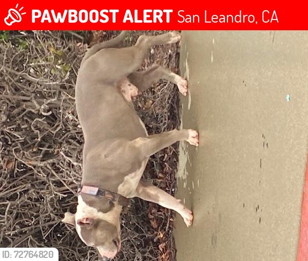 Lost Male Dog last seen Bayfair Mall in San Leandro, San Leandro, CA 94578