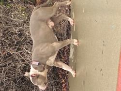 Lost Male Dog last seen Bayfair Mall in San Leandro, San Leandro, CA 94578